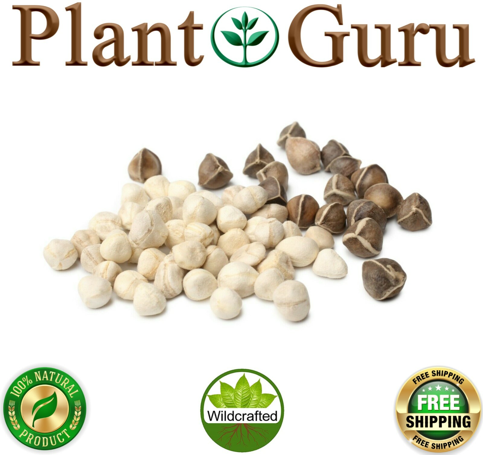 Moringa Oleifera Seeds Kernel SHELLED Fresh Organic Semilla De Moringa Bulk