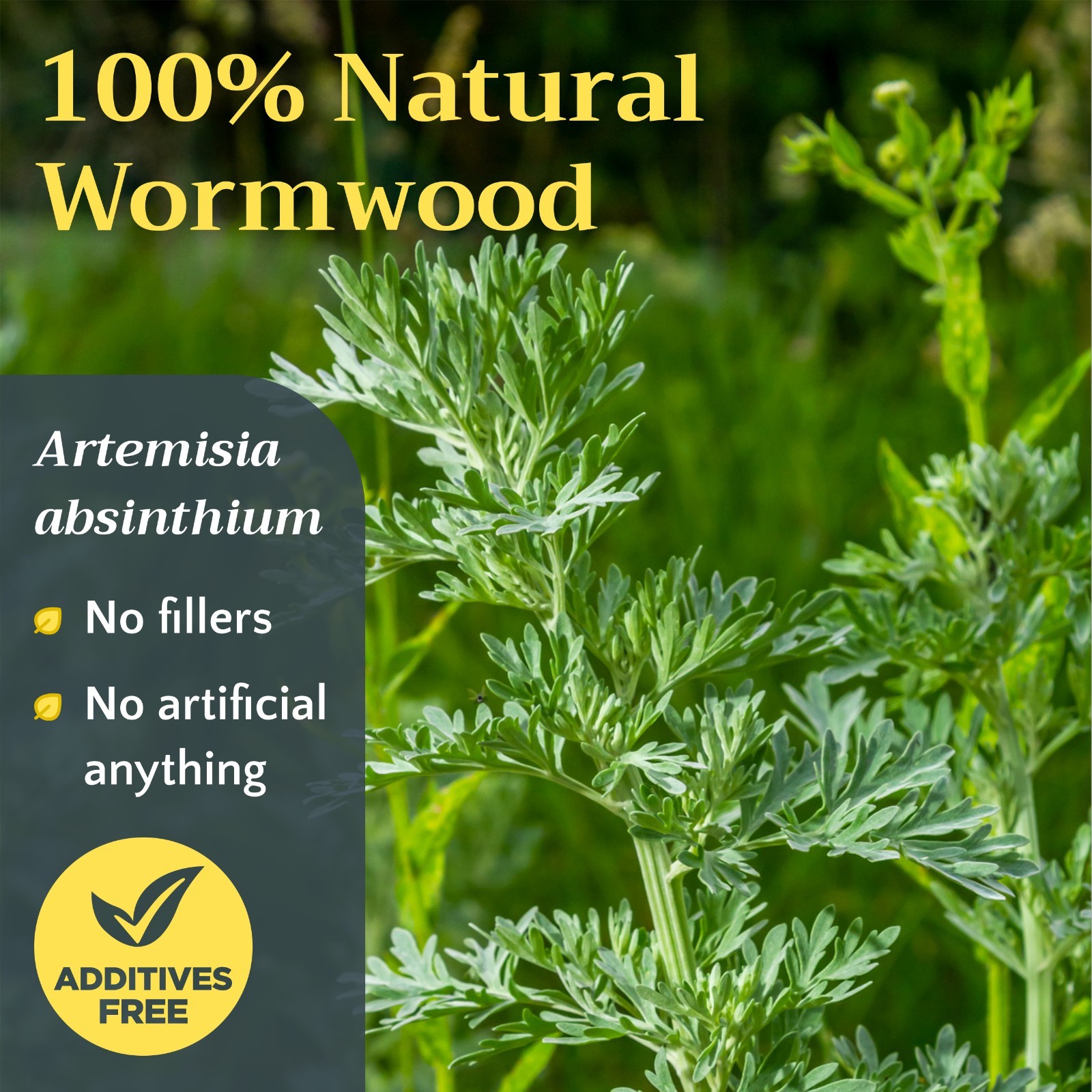 Wormwood Herb – Cut & Sifted – Artemisia Absinthium – Loose Bulk Herb