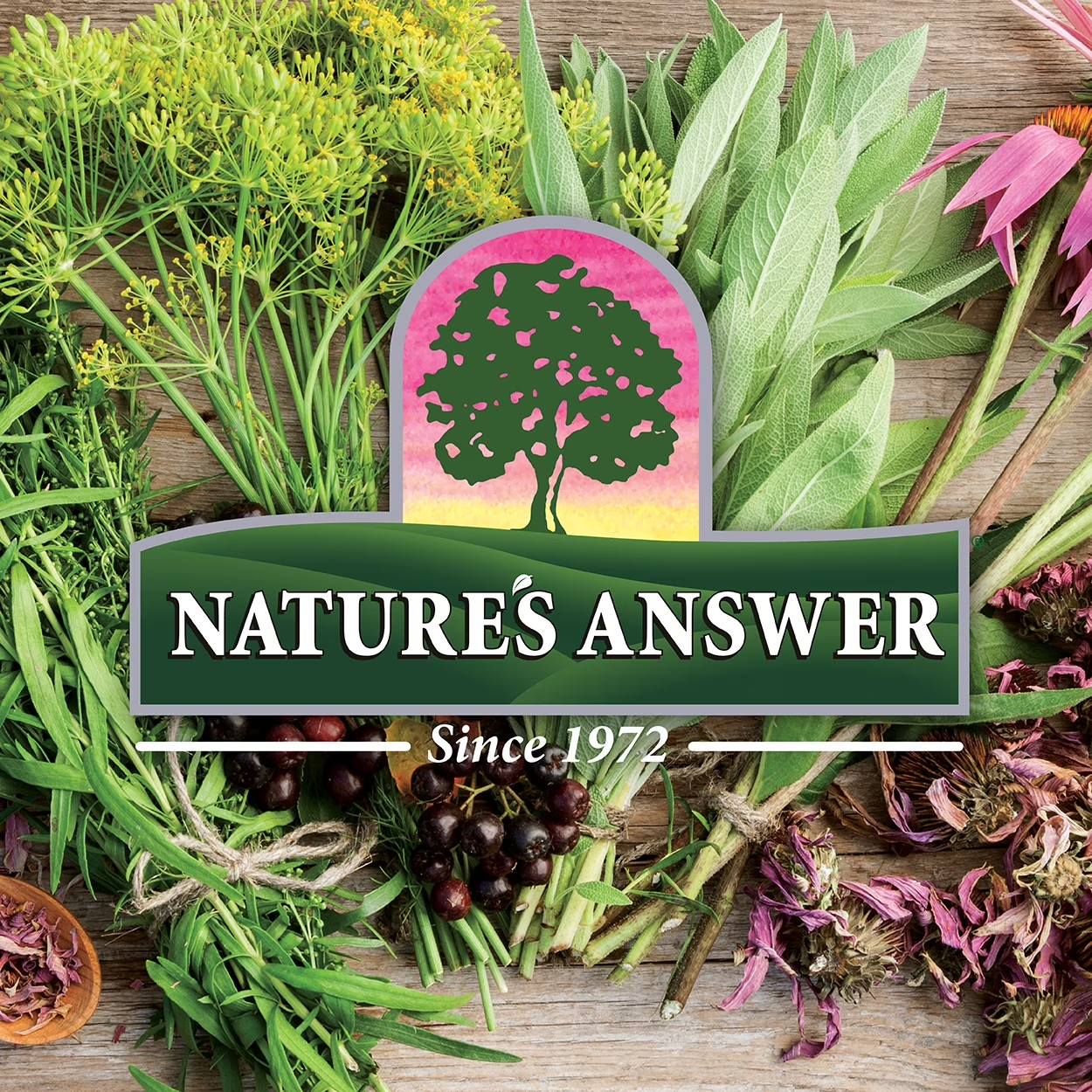 Nature’s Answer Mullein Leaf Extract 3 Pack 1oz Alcohol Free Lung Respiratory