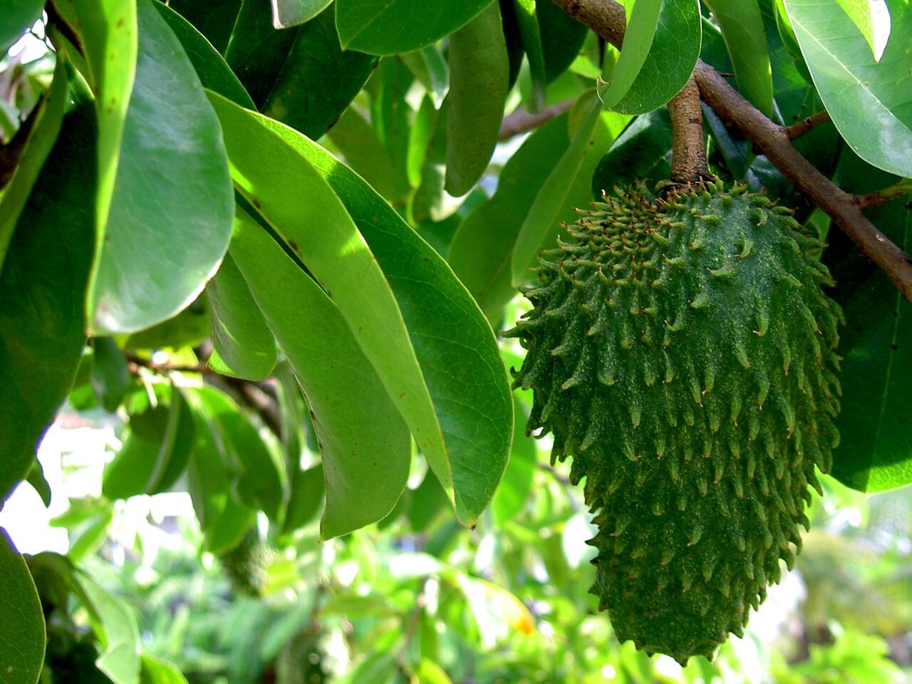 Soursop Graviola Liquid Drops 2oz.