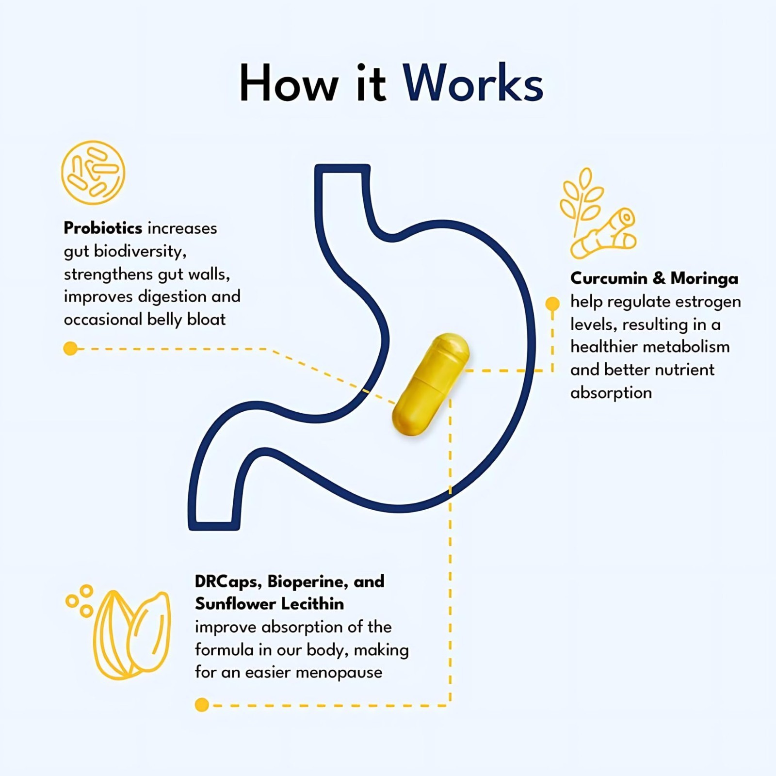 Synbiotic Supplement with Botanical Extracts Daily Digestive Gut Health Wellness