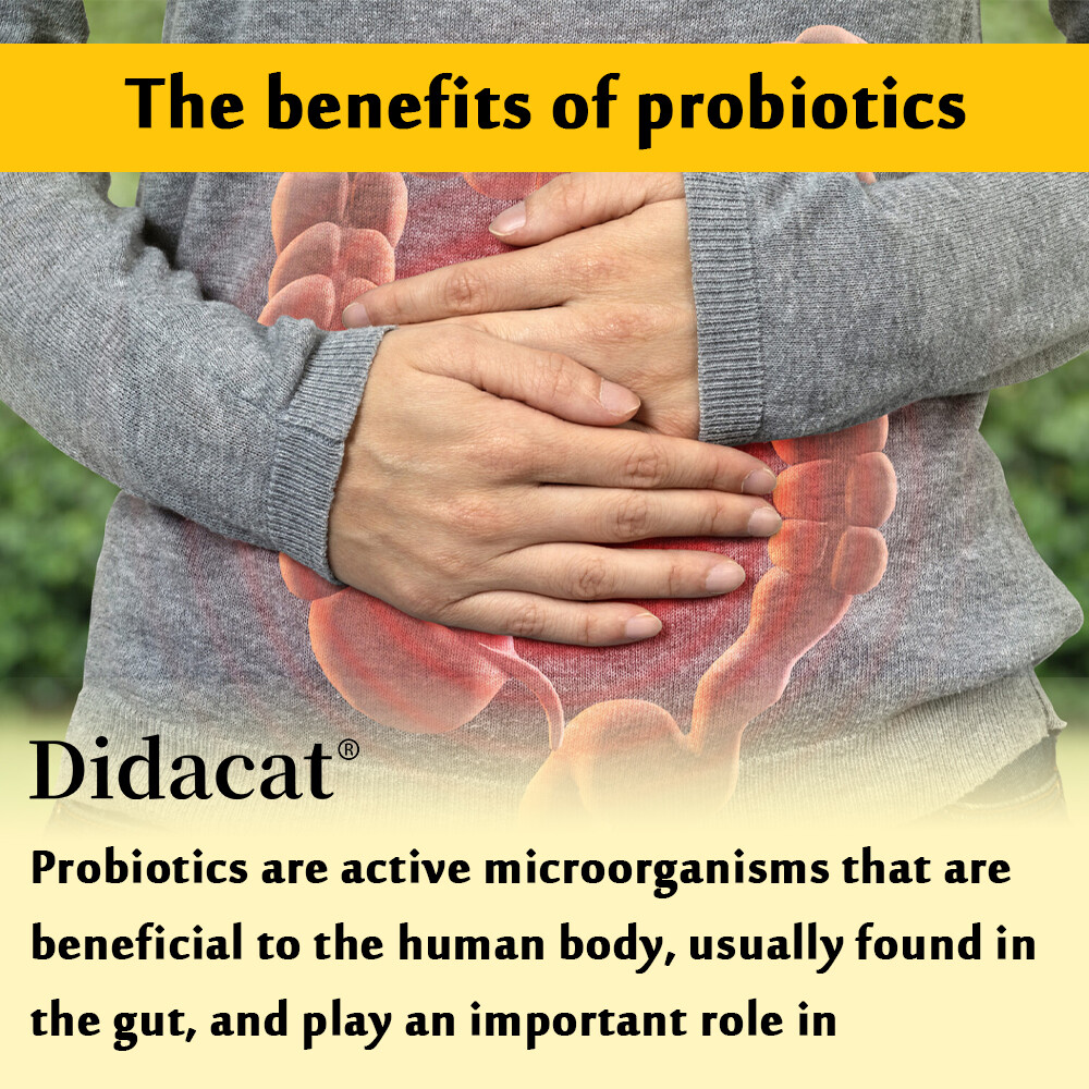 DIDACAT Mood Probiotic Capsules – Stable Positive Mood,Digestive Health Support