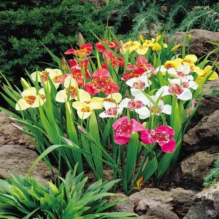 100 Seeds Tigridia Pavonia Mexican Shellflower Peacock Jaguar Flower Tiger Iris