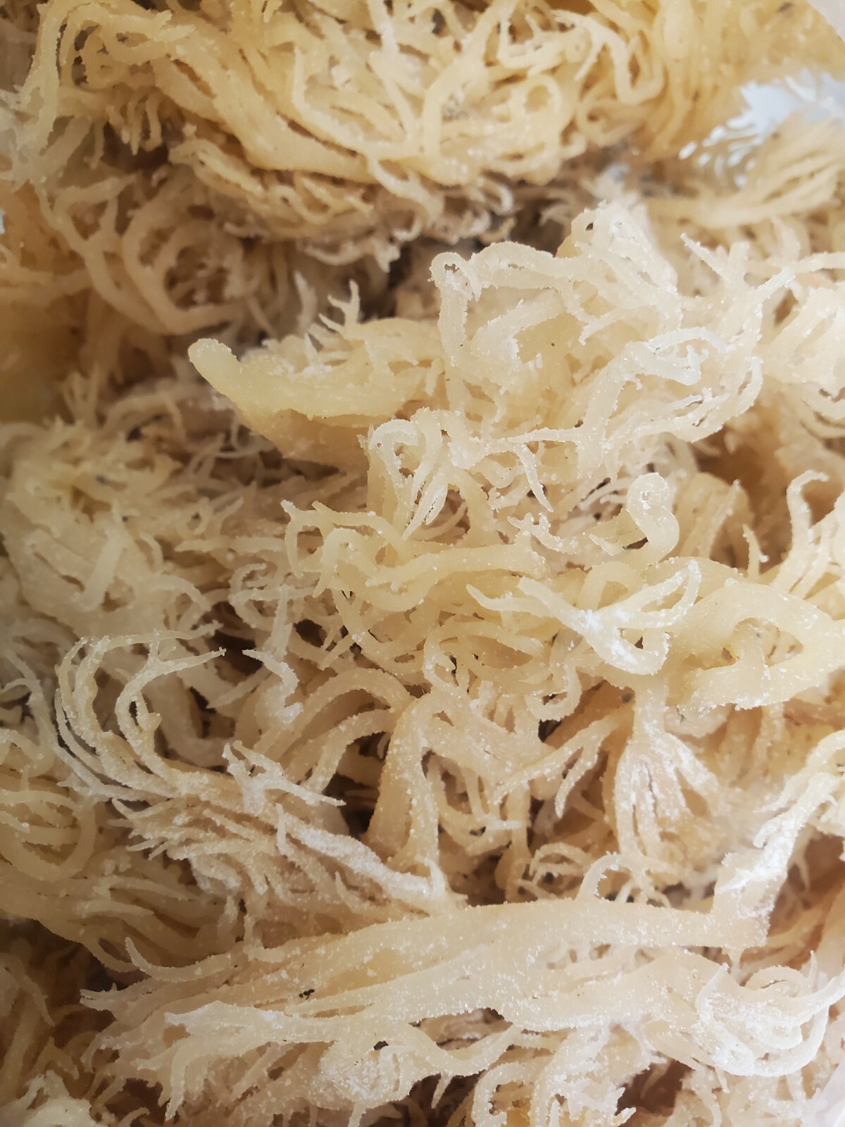 Sea Moss Irish Moss Whole Leaf 1lb / Raw WildCrafted -16oz👑