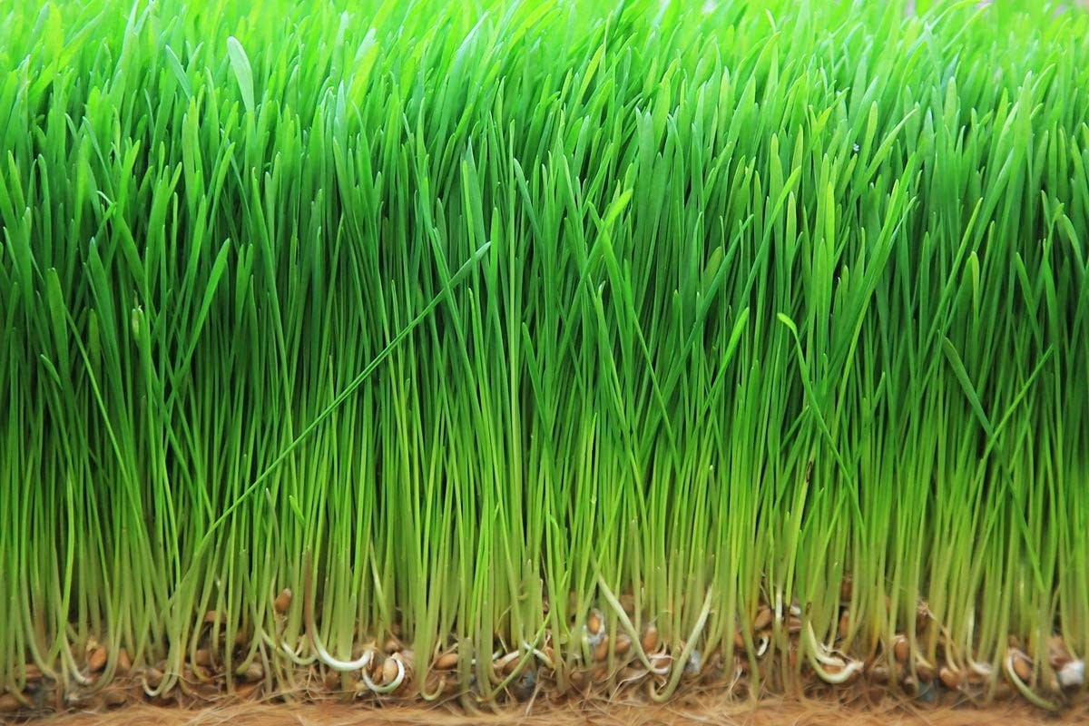 Organic Wheatgrass Powder — Non-GMO, Whole-Leaf, Raw, Non-Irradiated, Pure, Bulk
