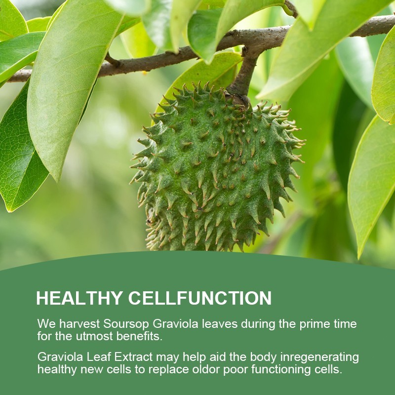 Soursop Graviola Capsules Leaf & Fruit Extract 120 Capsules High Potency 1000mg