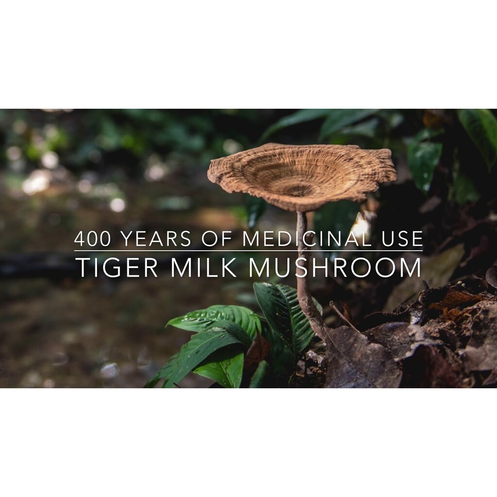 ORIGINAL TIGERUS Tiger Milk Mushroom Sclerotia 60’s NEW & HALAL