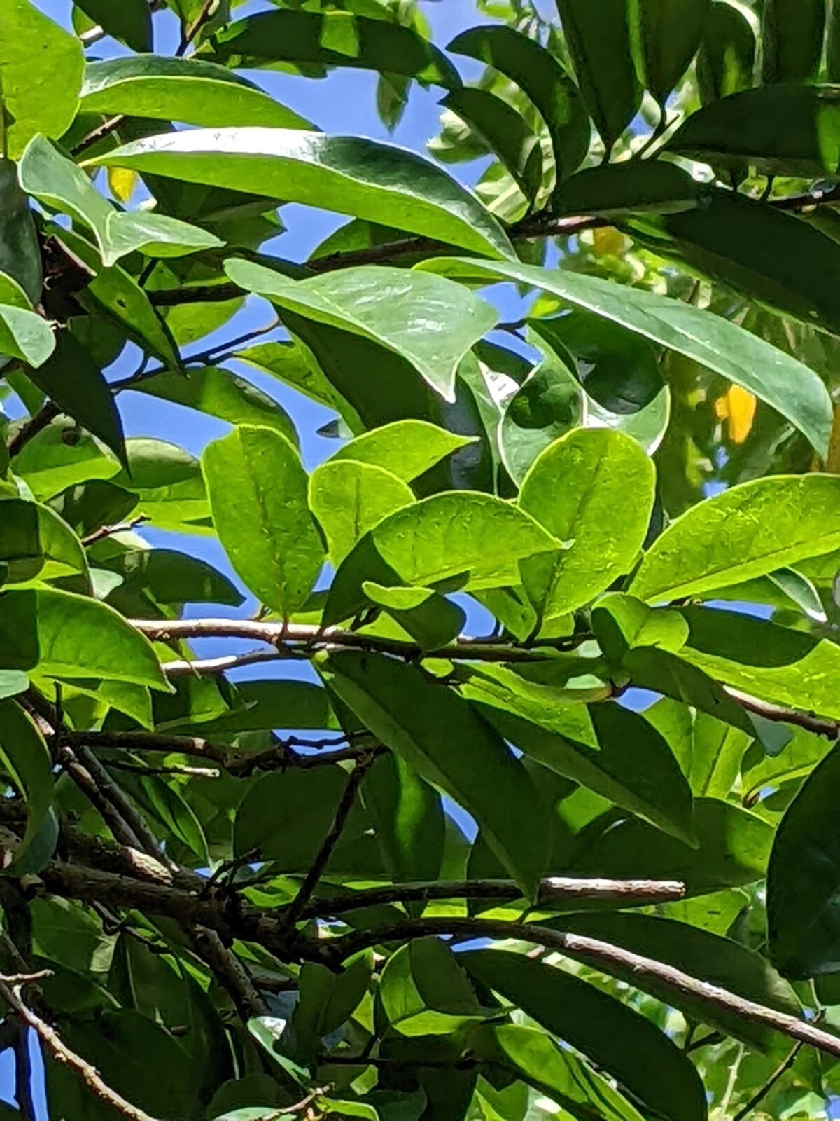 Soursop Leaves, Hojas De Guanabana Leaf, Tea, Graviola Leaves 300+