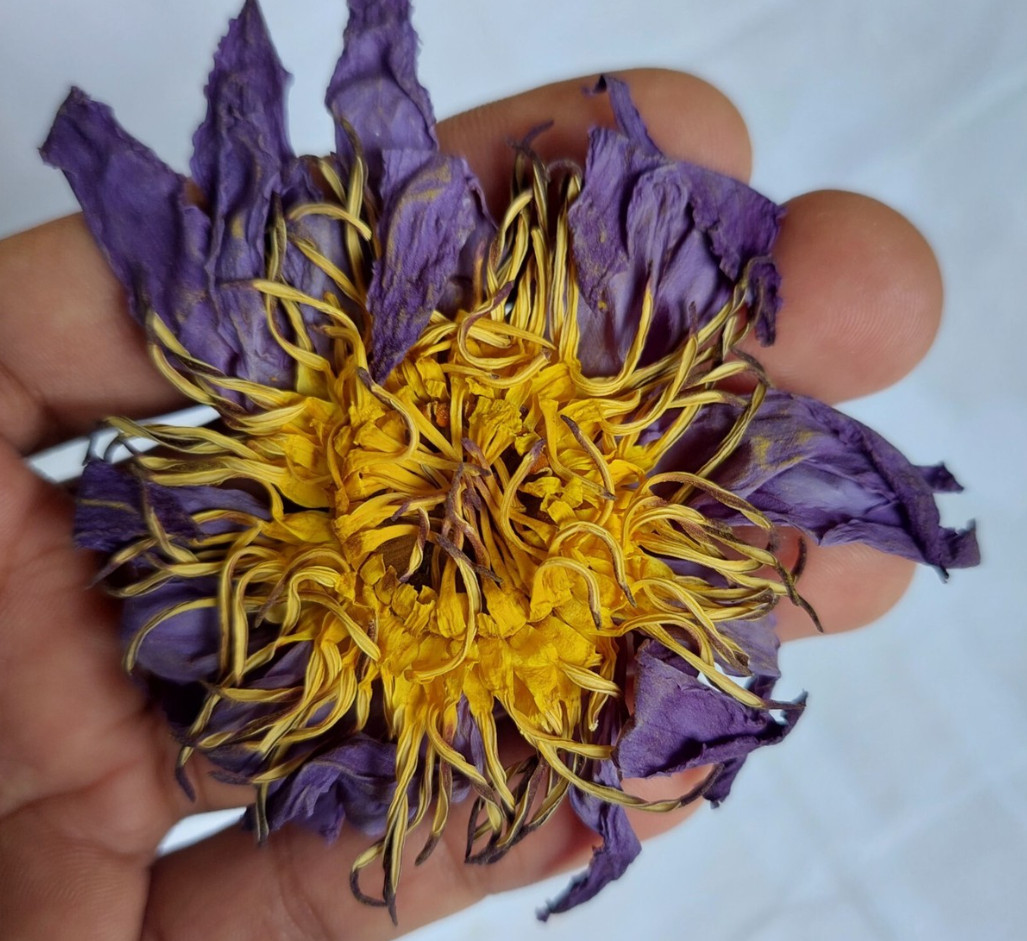Egyptian Blue Lotus Whole Flower 400 Grams – Nymphaea Caerulea – Best Quality
