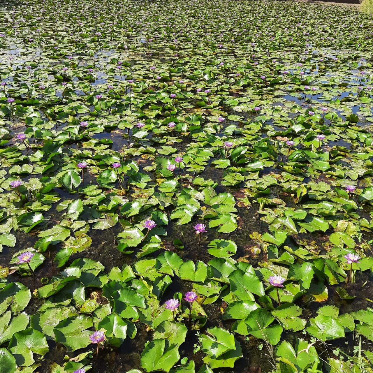 Blue Lotus (Nymphaea Caerulea) 100% Organic Natural Hand Picked Flowers Herb Tea
