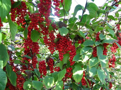 immune support – ASHWAGANDHA COMPLEX – astragalus ashwagandha 1 BOTT