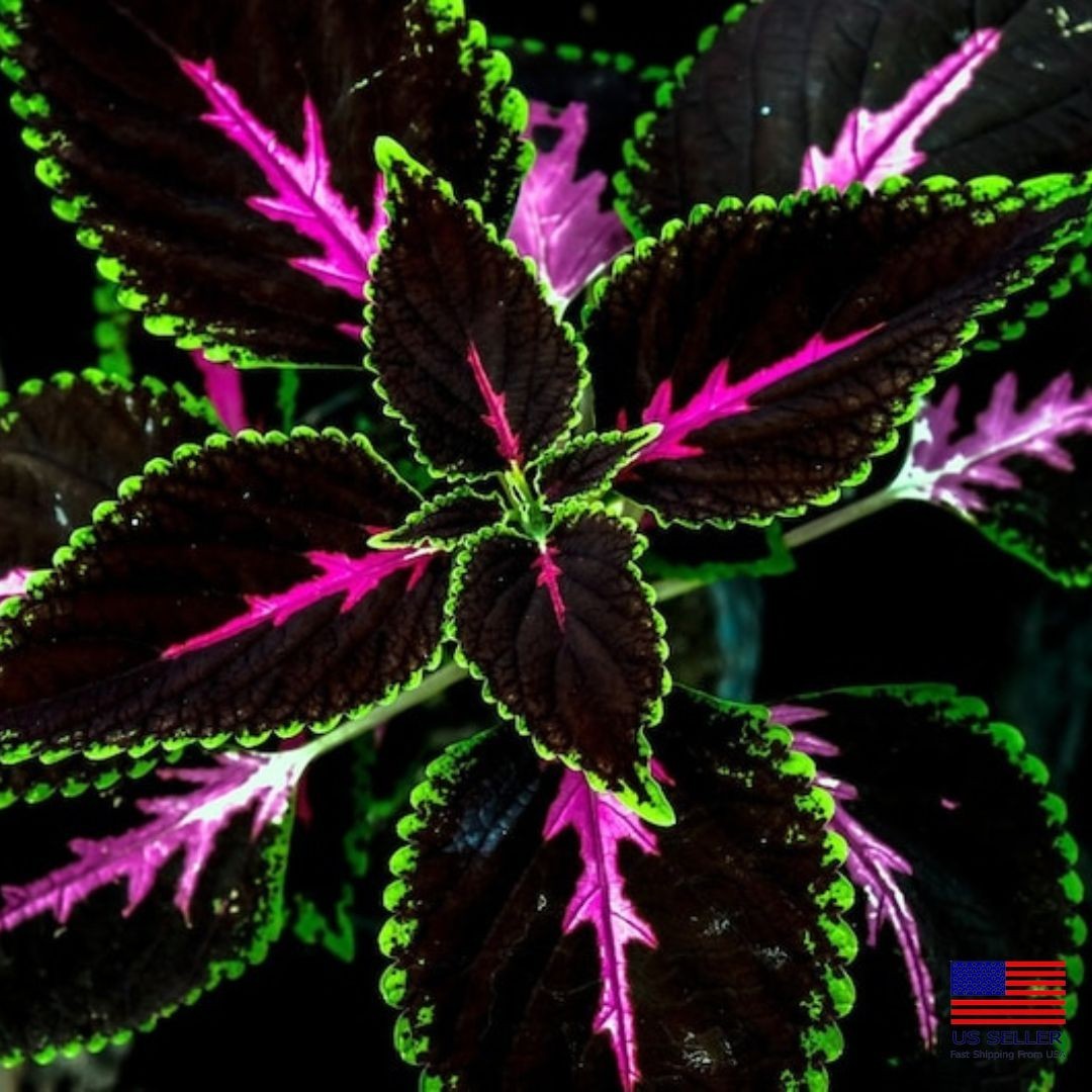20 Rare Coleus King Kong Seeds Vibrant Blooms