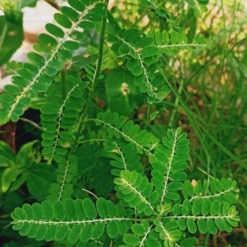 +65g Phyllanthus Niruri Chanca Piedra Stone Breaker Pure Dried Herb Gale of Wind