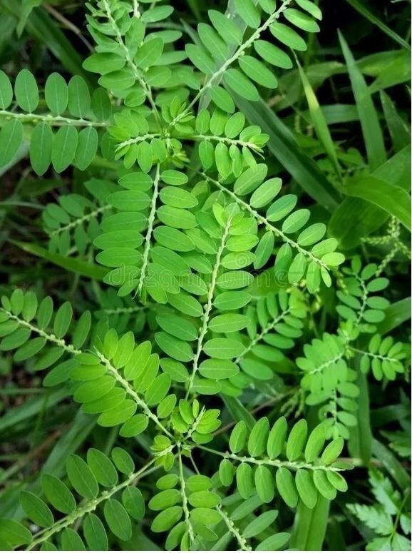 +65g Phyllanthus Niruri Chanca Piedra Stone Breaker Pure Dried Herb Gale of Wind