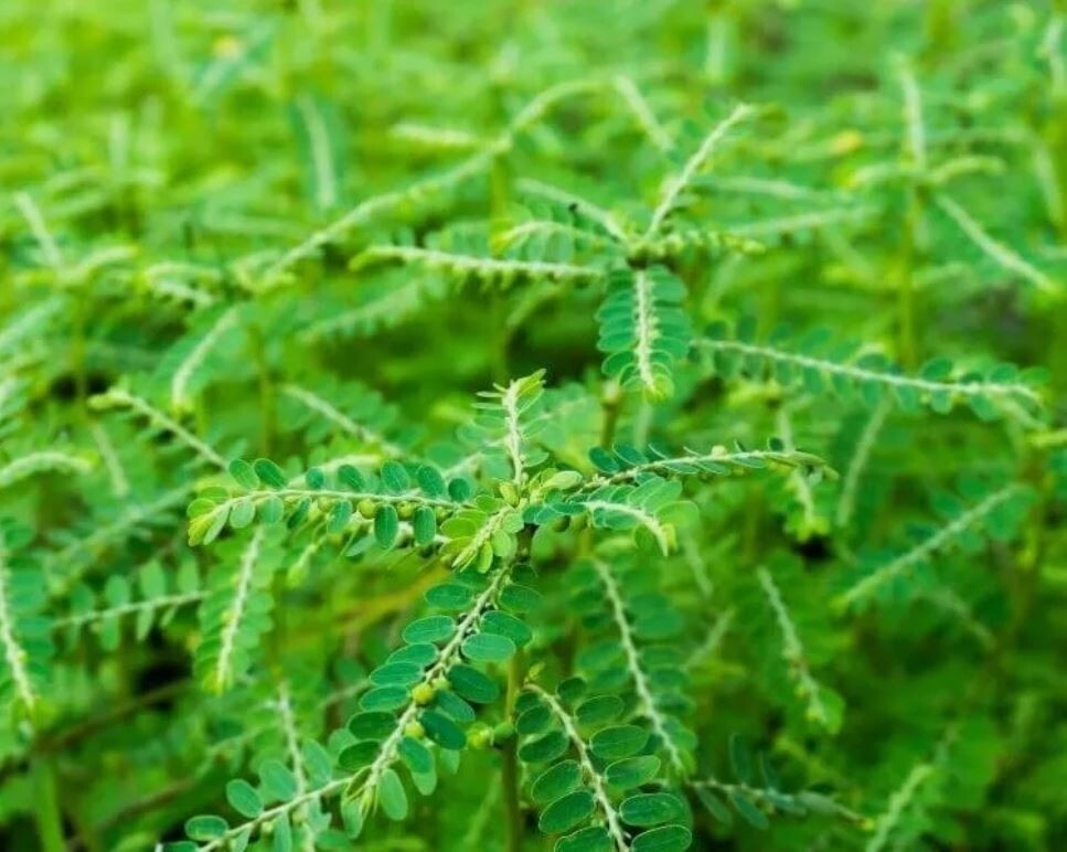 +65g Phyllanthus Niruri Chanca Piedra Stone Breaker Pure Dried Herb Gale of Wind