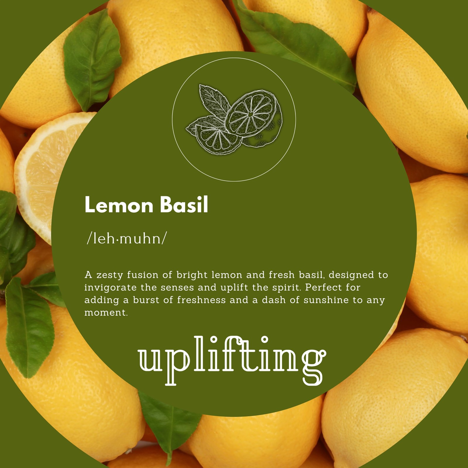 Foaming Hand Soap Refills | Lemon Basil | All-Natural | Gentle, Moisturizing …