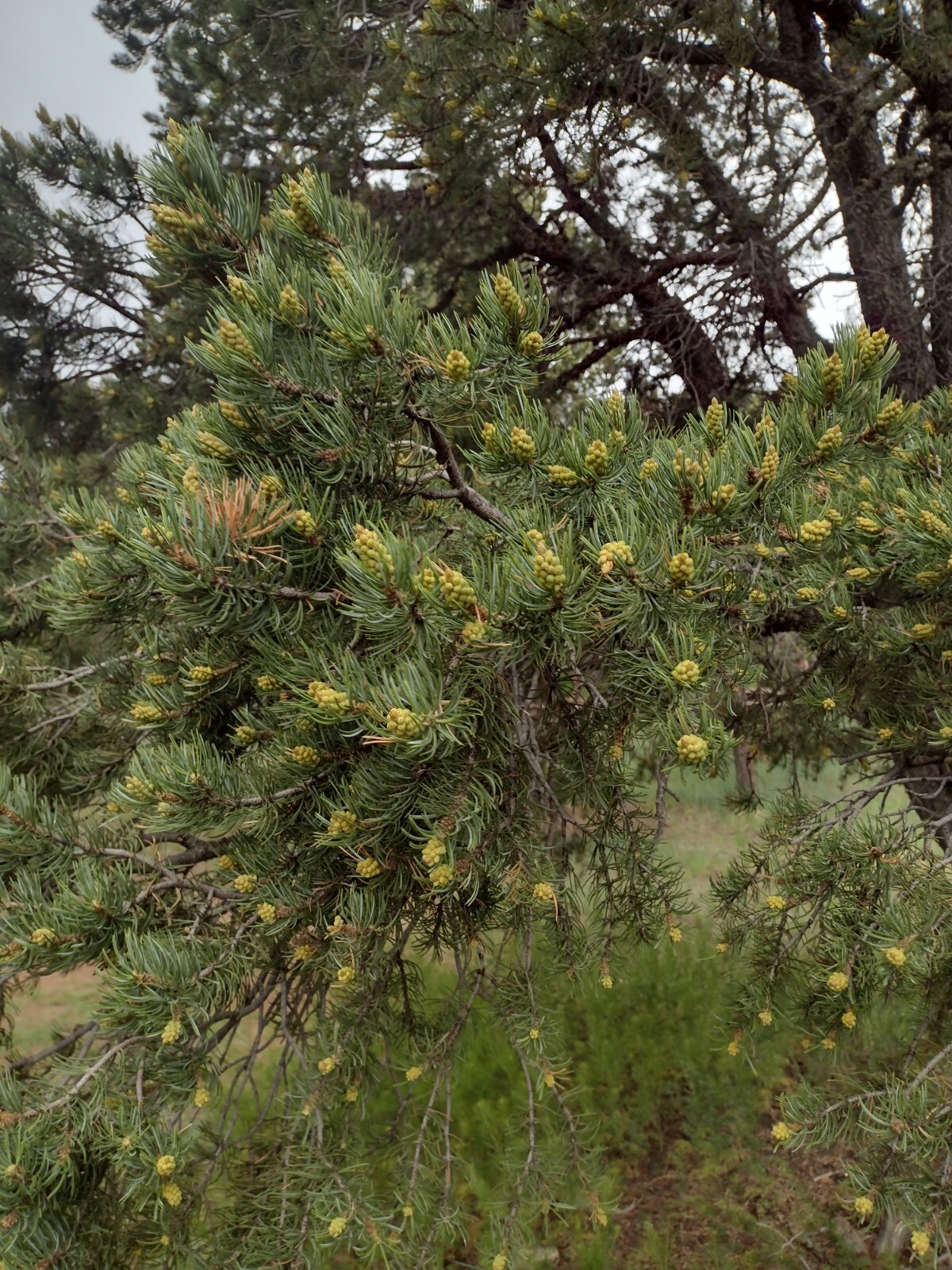 Vital Energy Solution, Pinon Pine Pollen (Pinus Edulis) Tincture, 1:1 Extract