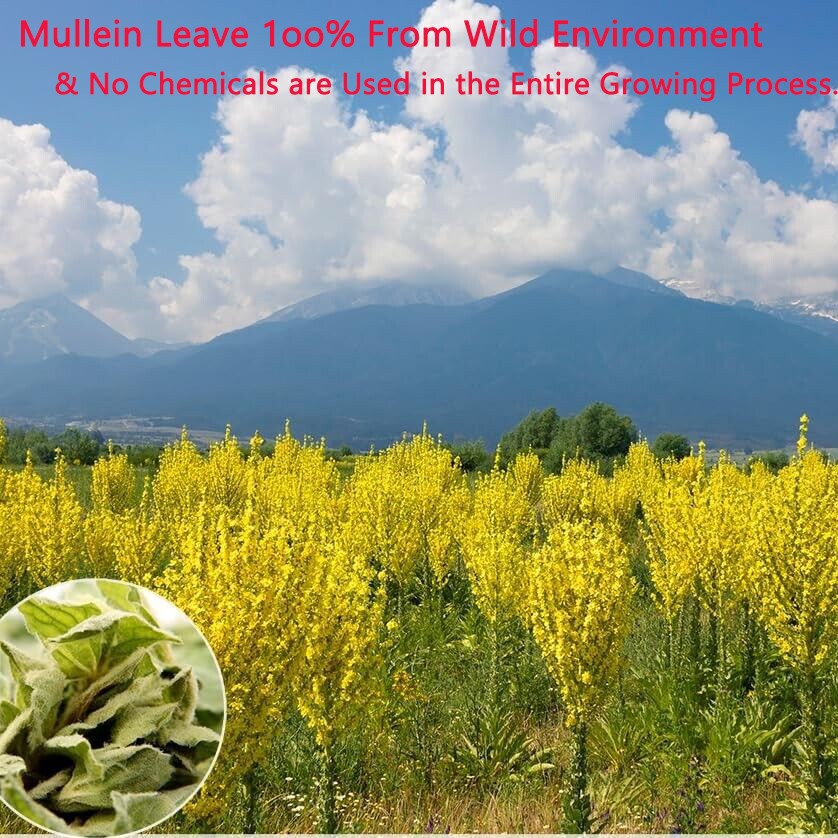 Organic Mullein Leaf Tea Herbal Tea Bags for Lung Cleanse Respiratory Breathing