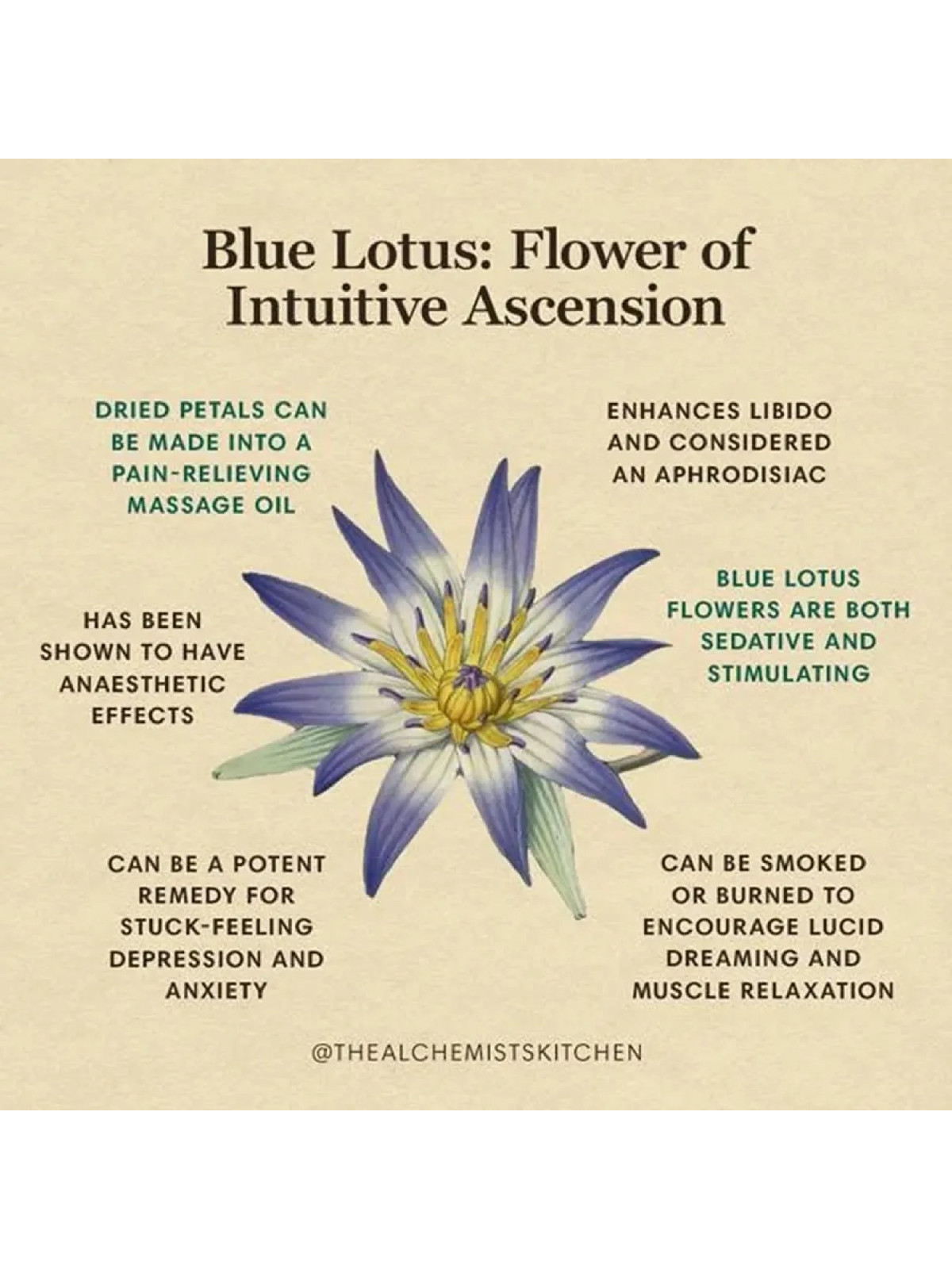 Blue Lotus Flower Dried Organic Egyptian Tea Nymphaea Caerulea