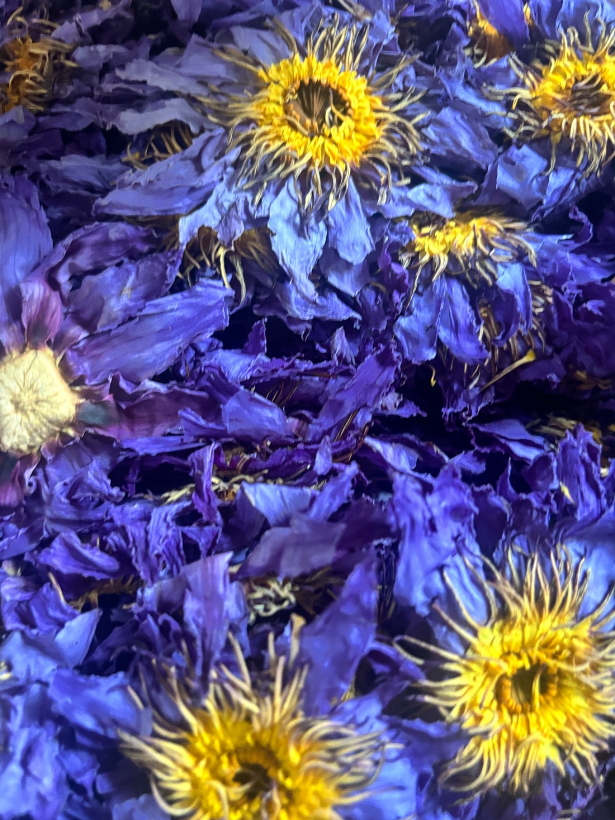 Egyptian Blue Lotus – Whole Flower Top Quality (Nymphaea Caerulea) 1 Oz