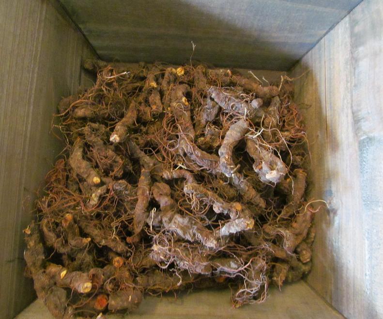 Bloodroot – Whole Dried Root, Appalachian Mountains Wild Harvest
