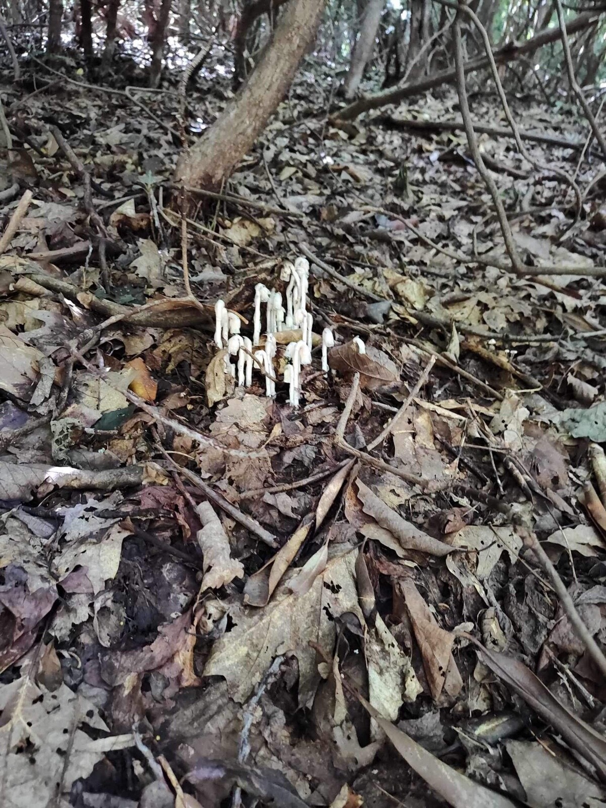 Ghost Pipe (Monotropa Uniflora) tincture 8 ounces never any dye