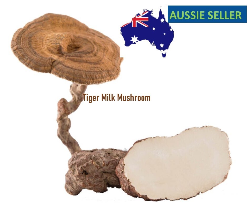 Tiger Milk Mushroom Support Respiratory System Pure Extract 60 Capsules x 500mg