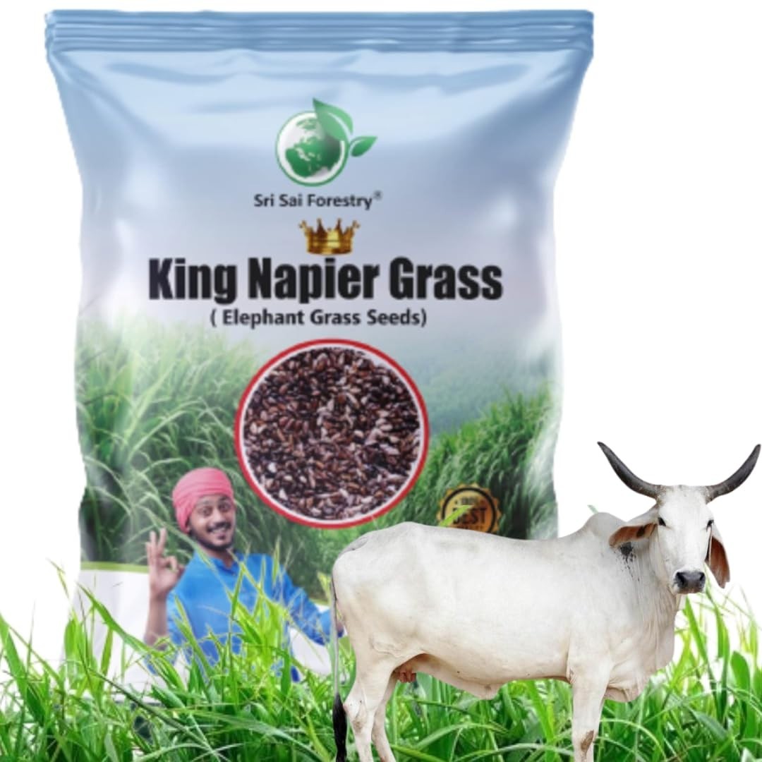 Napier Grass Seeds, King Grass, Elephant Grass Seed for Goat and Cow