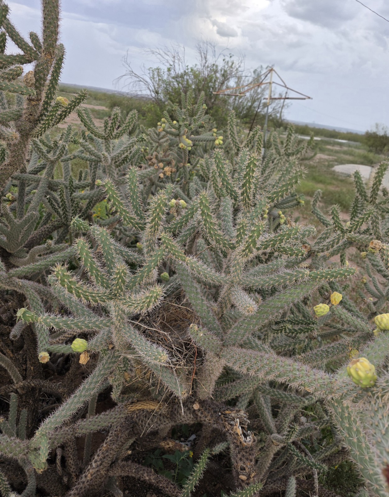 Carefully removed Choya Limb 6″(Live Plant) 100% Organic from New Mexico Desert