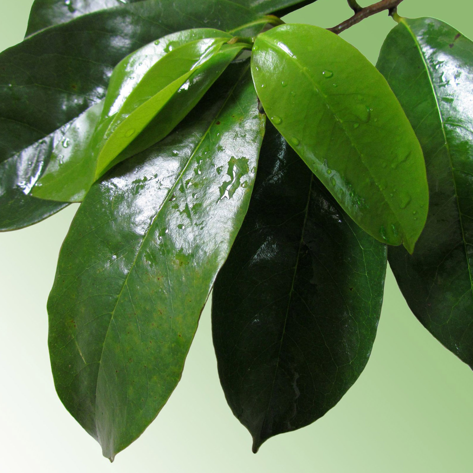 Graviola Tea Bags 3-Pack (90) 100% Pure Leaf Soursop – Annona muricata – Guanaba
