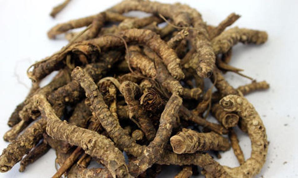 Picrorhiza Kurroa Kutki Root Ayurveda Whole FREE SHIPPING WORLDWIDE