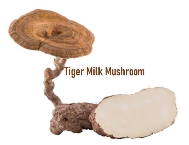 Improve Lung Functions Tiger Milk Mushroom Pure Extract 150 Capsules x 500mg