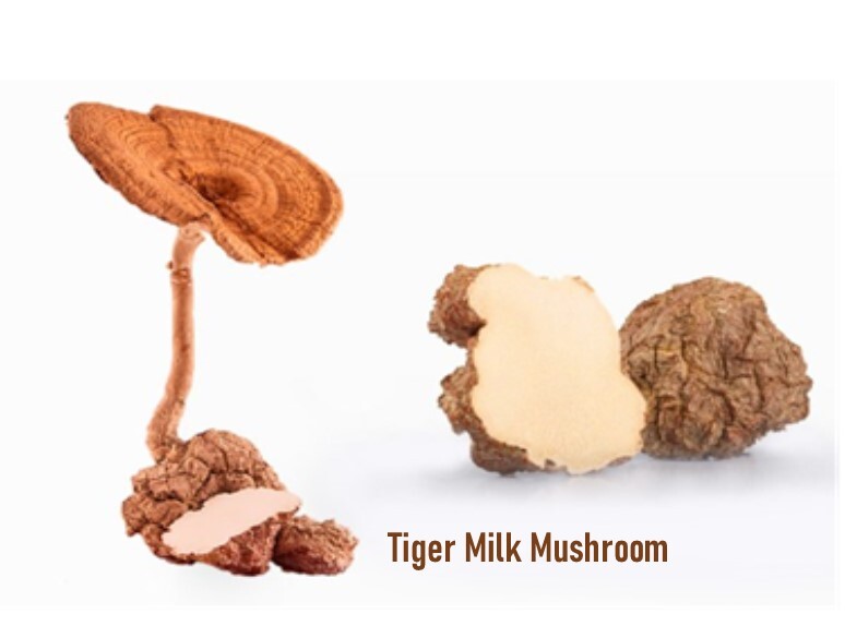 Improve Lung Functions Tiger Milk Mushroom Pure Extract 150 Capsules x 500mg