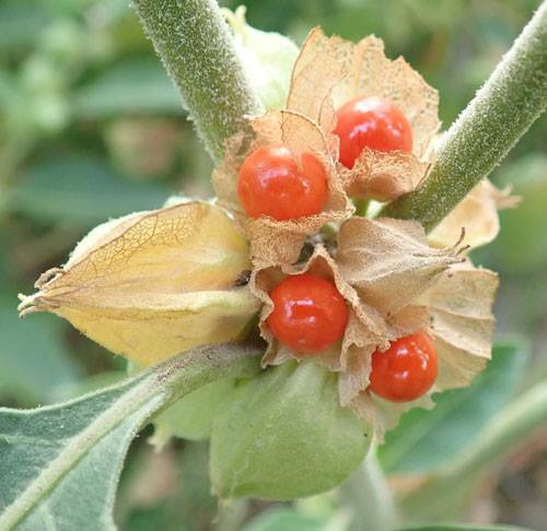 immune support – ASHWAGANDHA COMPLEX – astragalus ashwagandha 1 BOTT