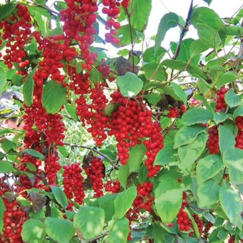 immune support – ASHWAGANDHA COMPLEX – astragalus ashwagandha 1 BOTT