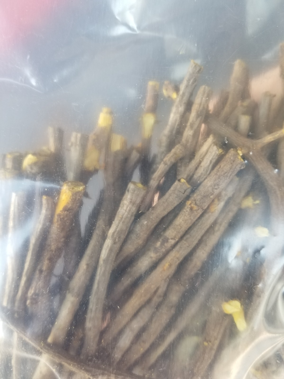 25 Bags Of Yellow Dock Root (Rumex crispus) River Edge cultivated In SC!