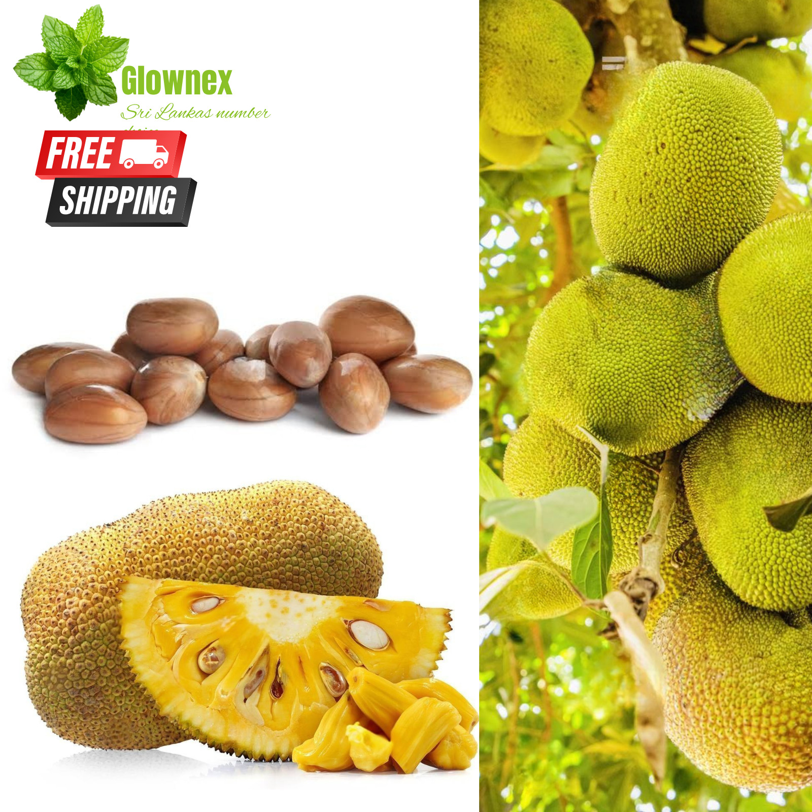 8+ Sri Lankan Jackfruit Seeds Organic Tropical Fruit Tree Planting Seeds