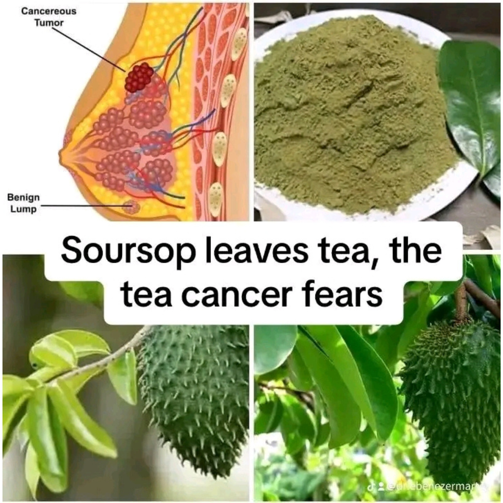 100% Organic Dried Soursop Graviola Leaves Herbal Tea Hojas De Guanabana Leaf
