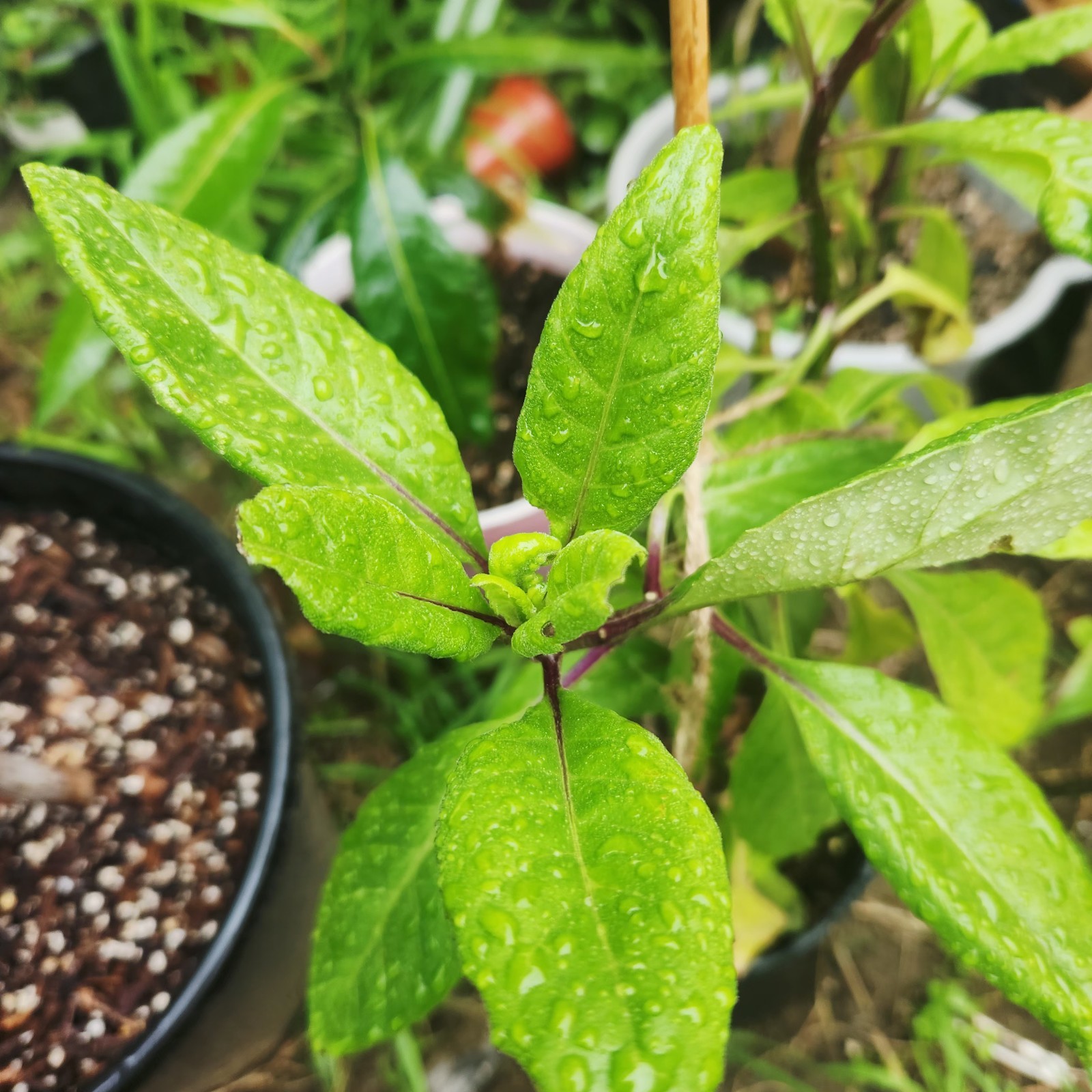 Insulin Costus Igneus Plant Live Rooted Powerful Plant 7-8 Inch