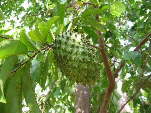 SOURSOP FRUIT powder 4oz 8oz 16oz 32oz 4lb 5lb 10lb Guanabana Graviola – Paje
