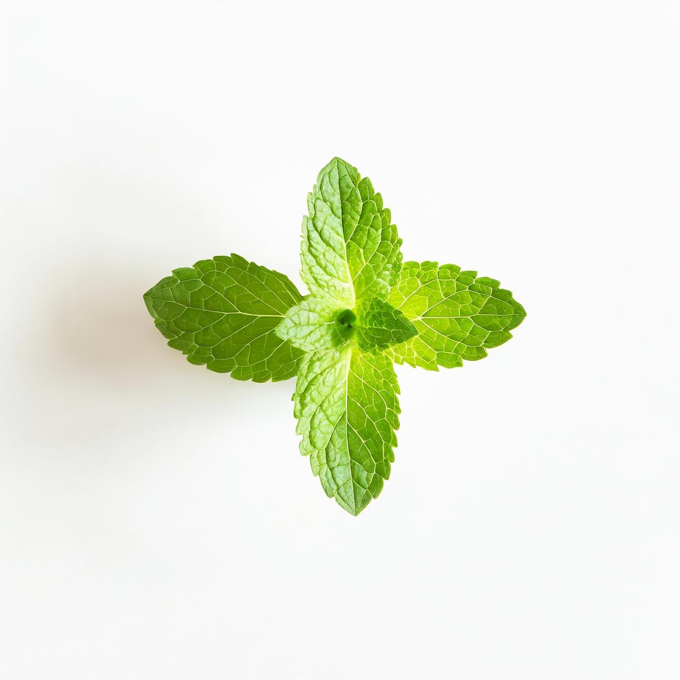 and Gluten-Free Organic Mouthwash – 16 Fluid Ounces of Fresh Peppermint