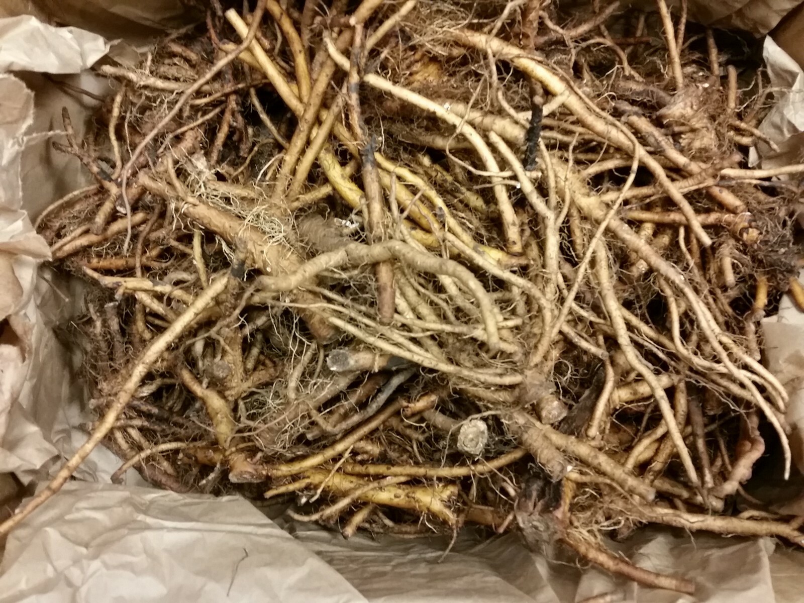 Yellow Dock Root -Burdock Root-Dandelion Root liquid extract Tincture 30ml